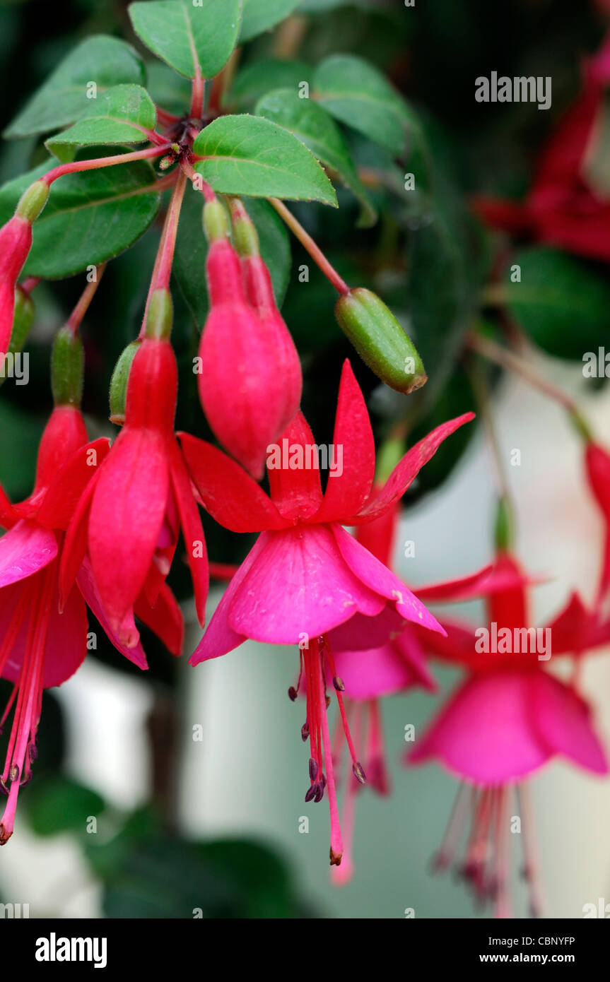 Fuchsia Display small deciduous shrub single flowers tube recurved sepals deep-pink corolla petals rose-pink flowers blooms Stock Photo