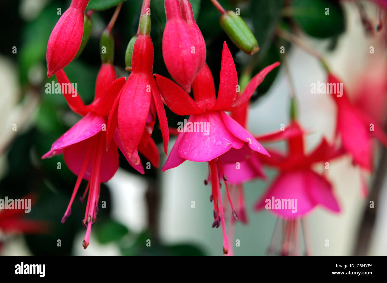 Fuchsia Display small deciduous shrub single flowers tube recurved sepals deep-pink corolla petals rose-pink flowers blooms Stock Photo