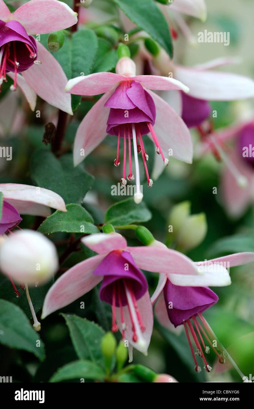 fuchsia diva shania semi-double pendulous white purple flowers blooms blossom perennial deciduous shurb Stock Photo