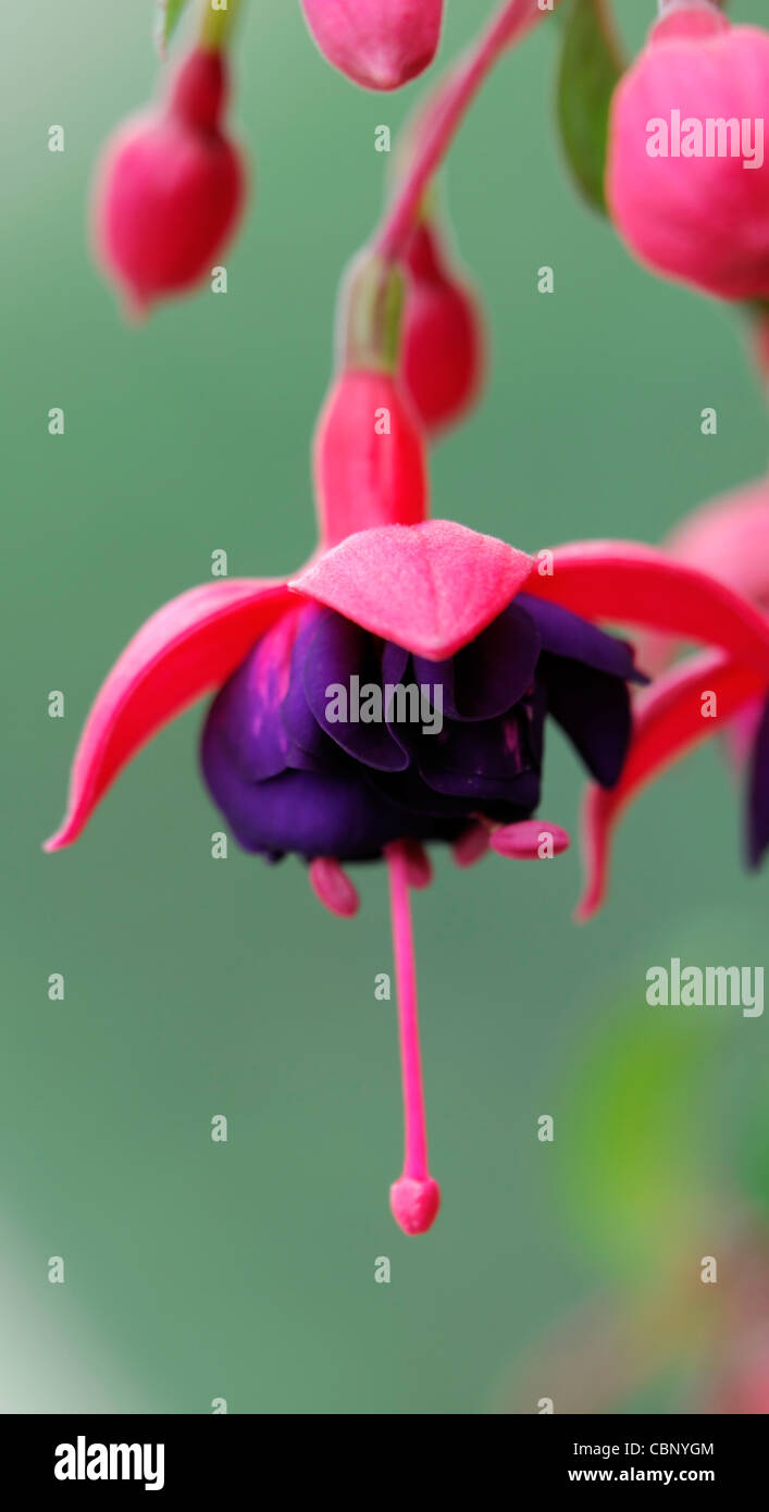 Fuchsia Dollar Princess deciduous shrub double flowers cerisecrimson