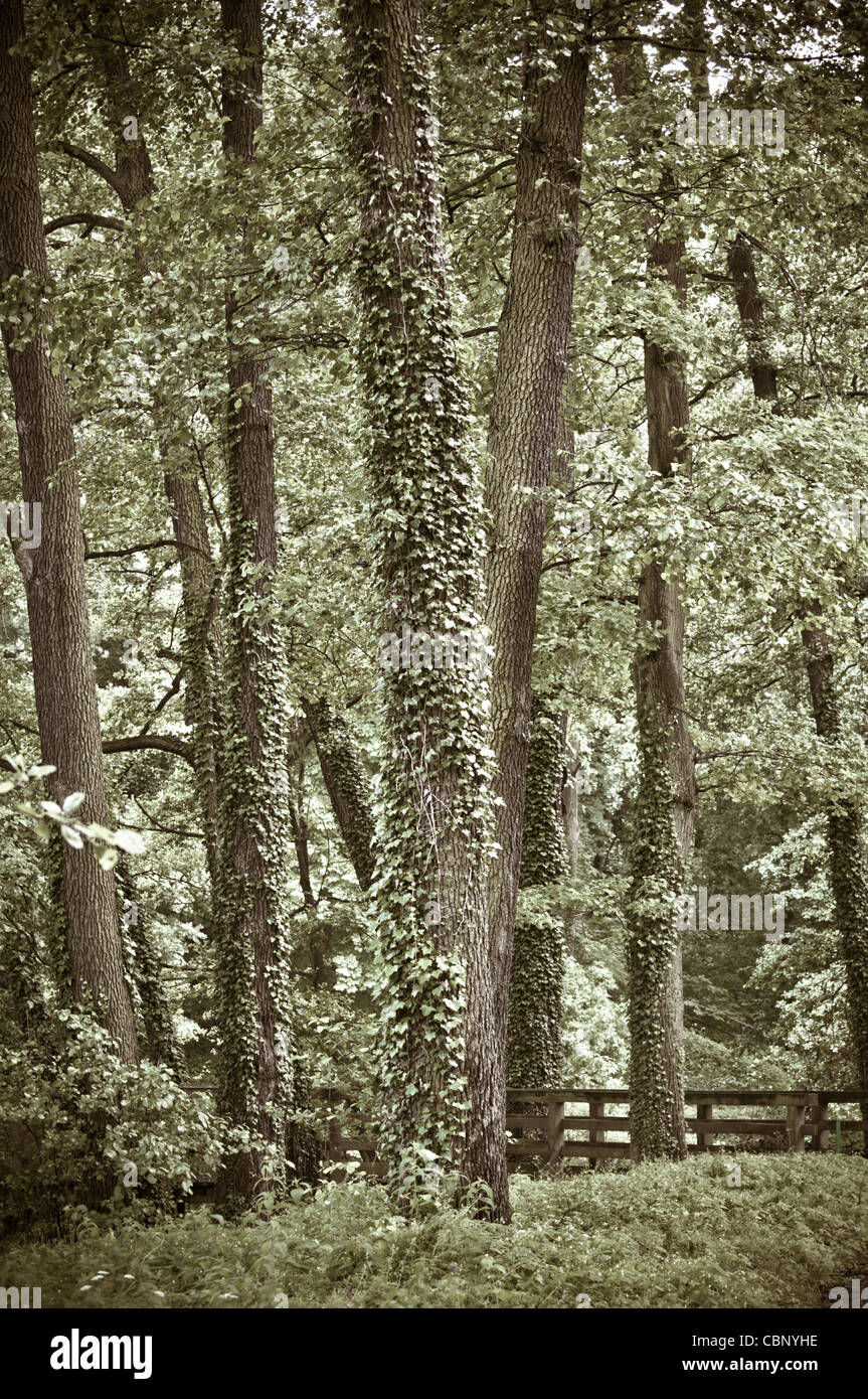 big trees in the forest Stock Photo - Alamy