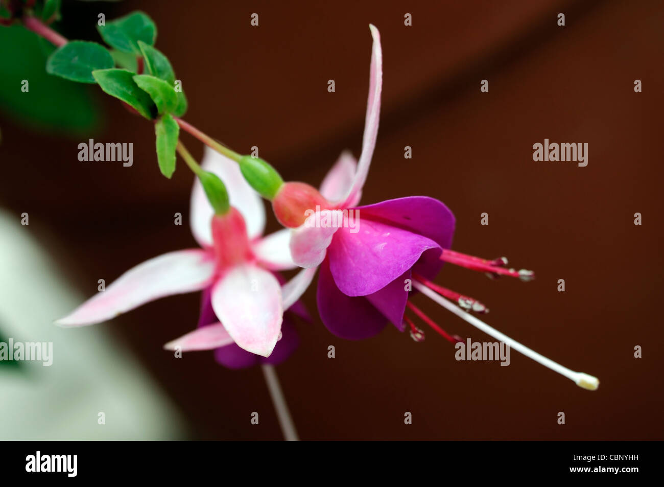 Fuchsia La Campanella semidouble pendular flowers white tubes sepals
