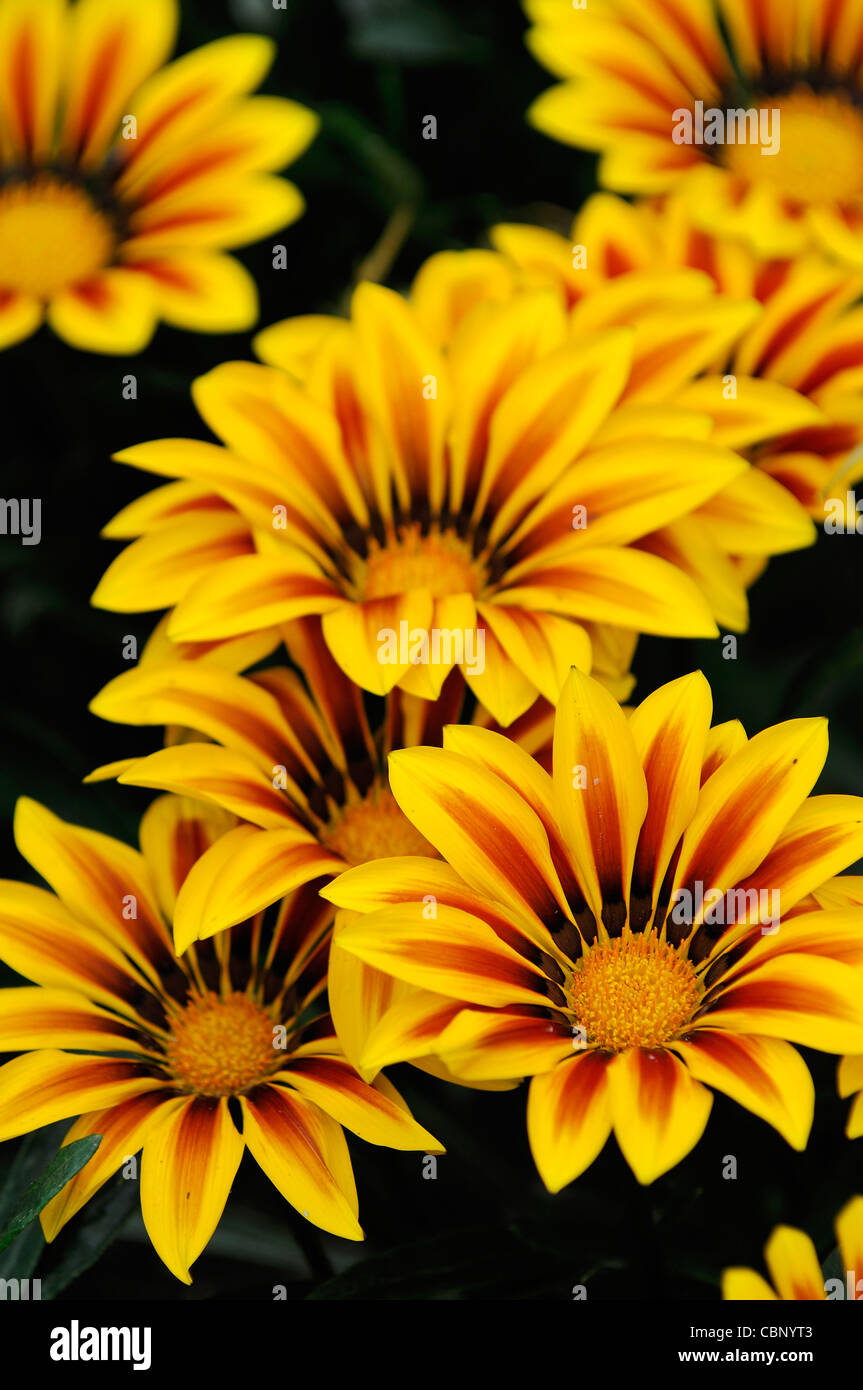 gazania f1 kiss yellow flame half hardy annual tender perennial vibrant