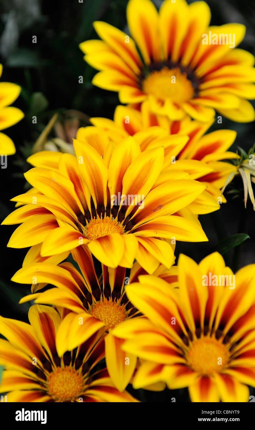 gazania f1 kiss yellow flame half hardy annual tender perennial vibrant