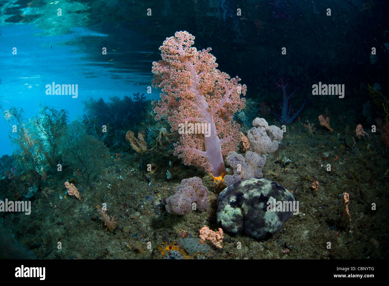 A pincushion seastar, Culcita sp., crawls next to shallow, colorful soft coral colonies, Dendronephthya sp. Stock Photo