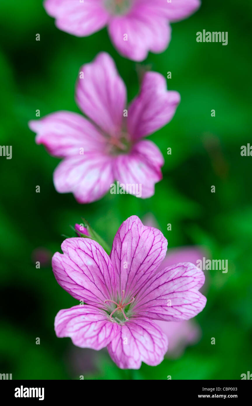 geranium x oxonianum wargrave pink perennials flowers flowering blooms flower bloom blossom pink cranesbill Stock Photo