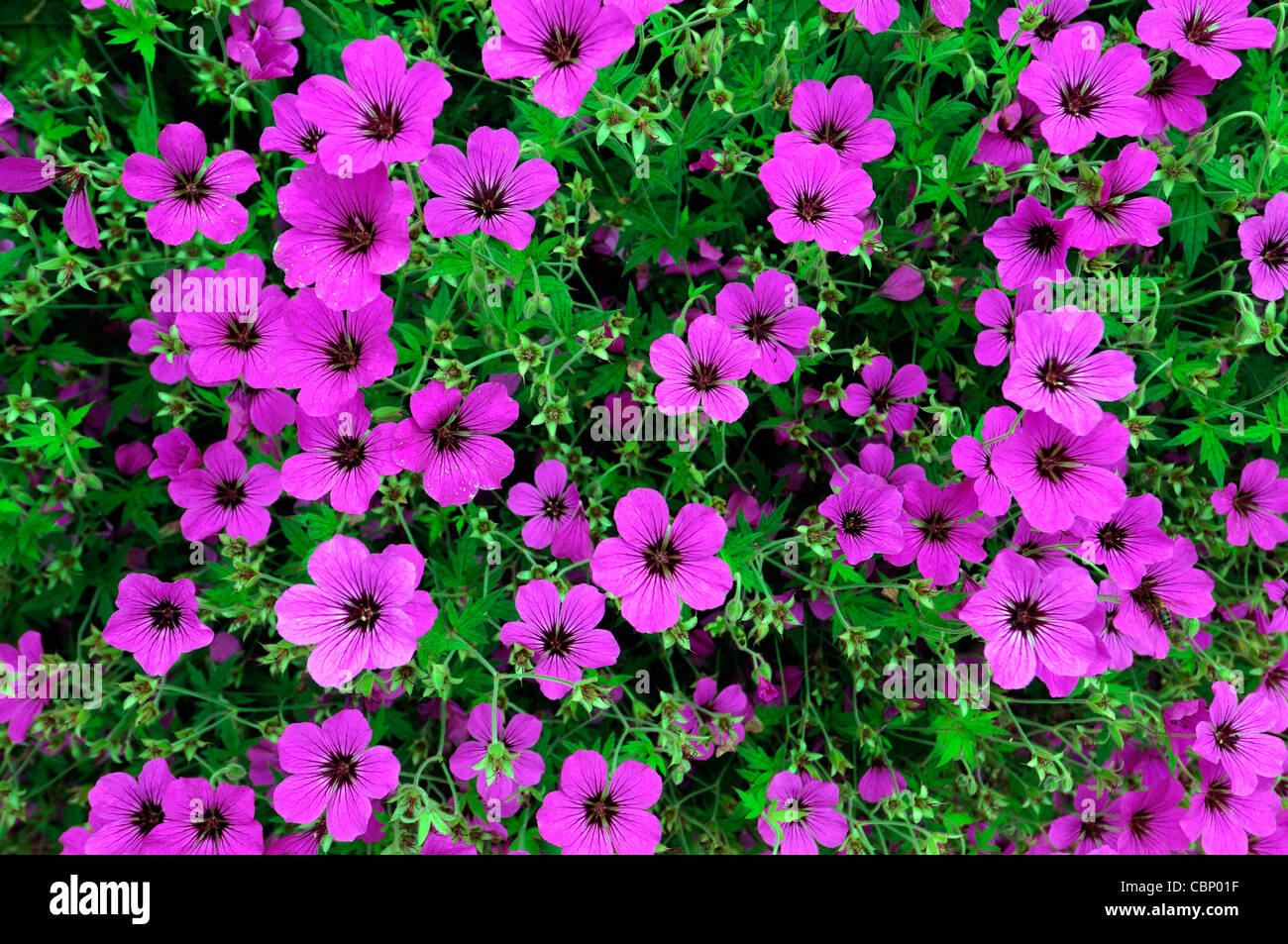 geranium pink penny deep pink Cranesbill profusion flowers spreading mound flowers blooms blossoms bloom blossom Stock Photo