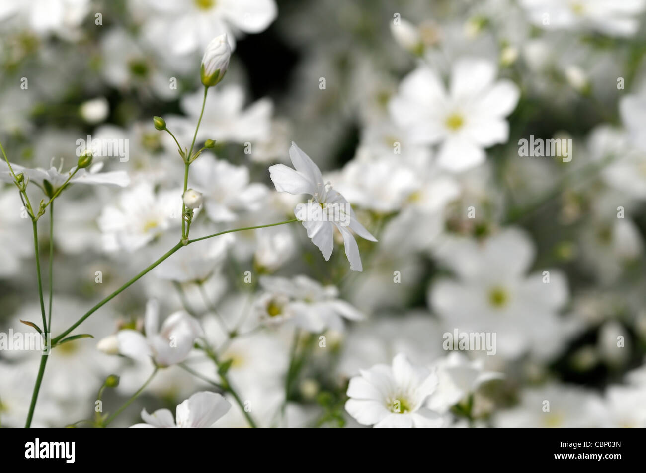 Gypsophila elegans Covent Garden White flower bloom blossom Babys Breath half hardy annuals profuse profusion flowers Stock Photo