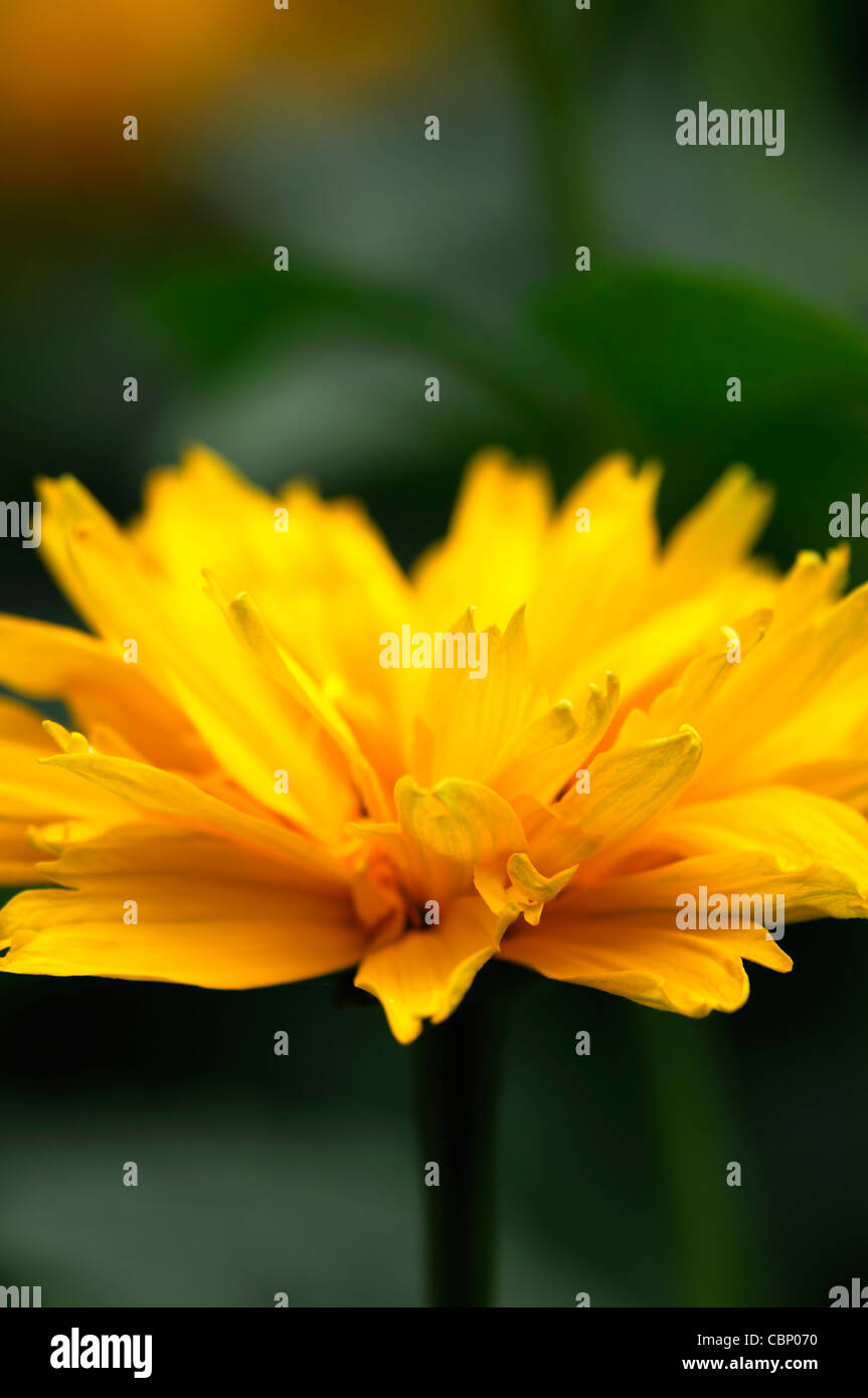 Heliopsis helianthoides var scabra Goldspitze False Sunflower hardy perennial herbaceous plant yellow orange flowers blooms Stock Photo