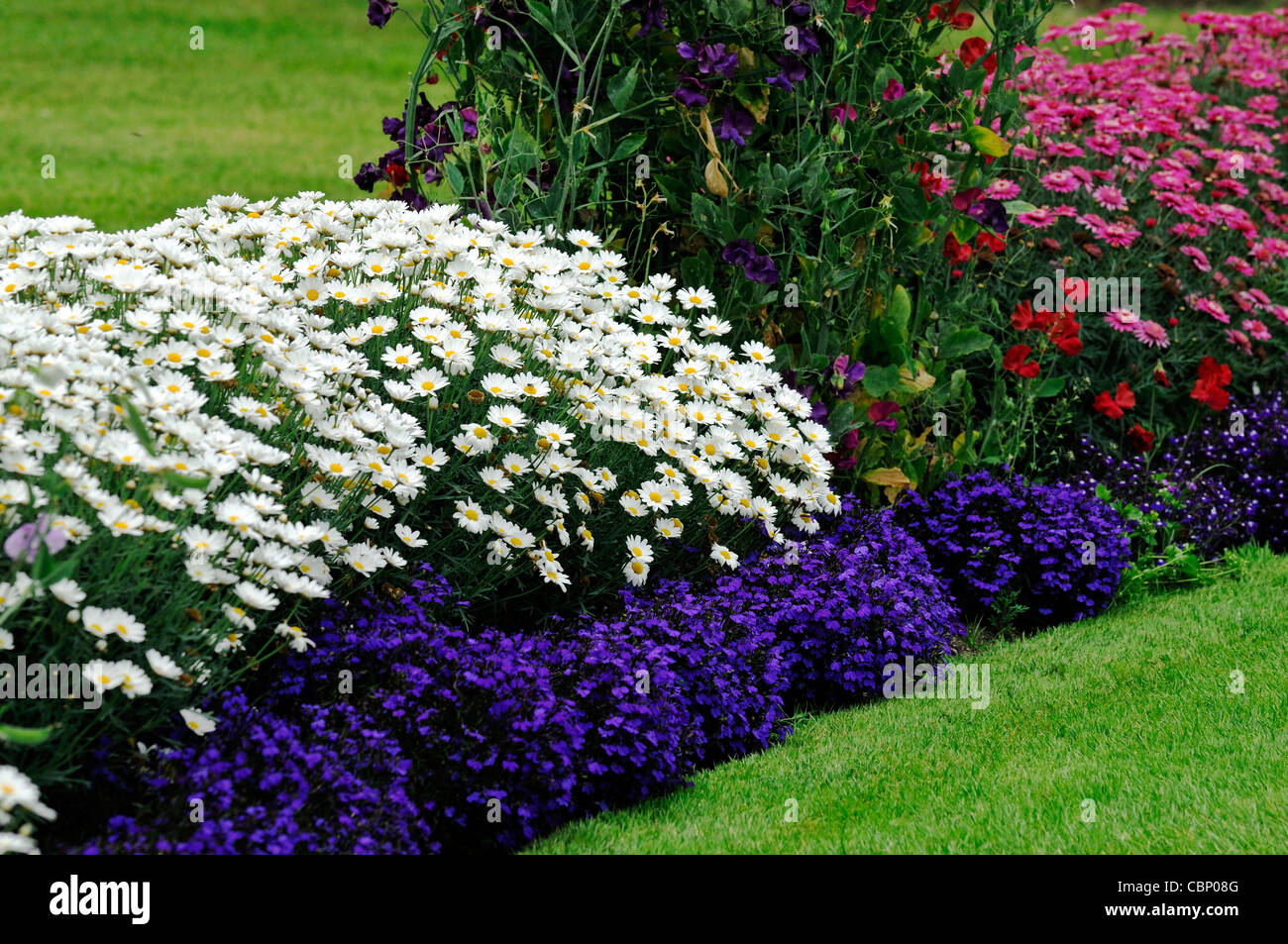 summer flowering flowers herbaceous border bed flower plant planting ...