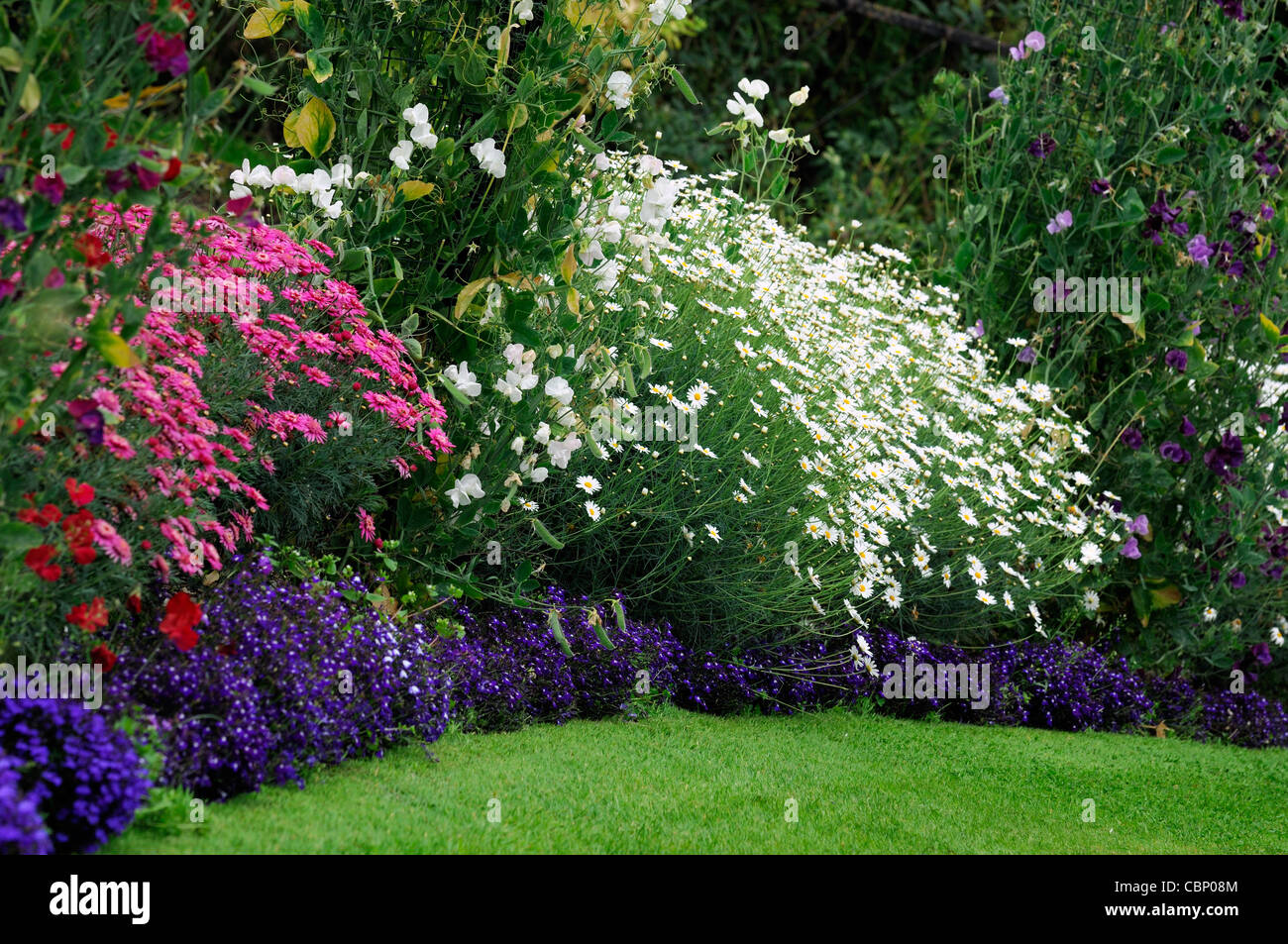 summer flowering flowers herbaceous border bed flower plant planting