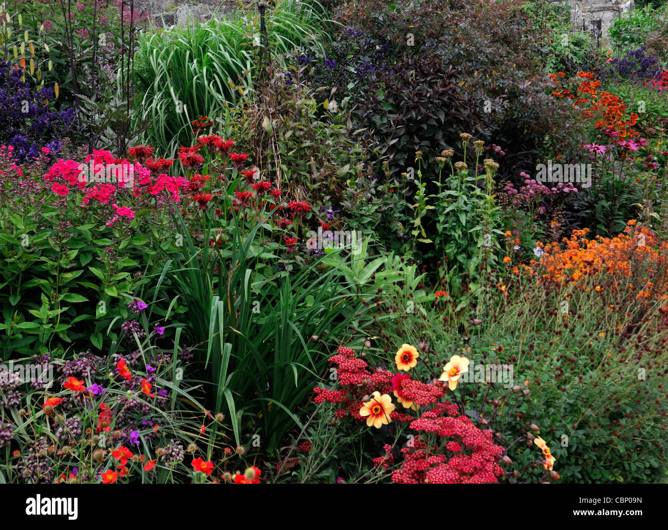 summer flowering flowers herbaceous border bed flower plant planting ...