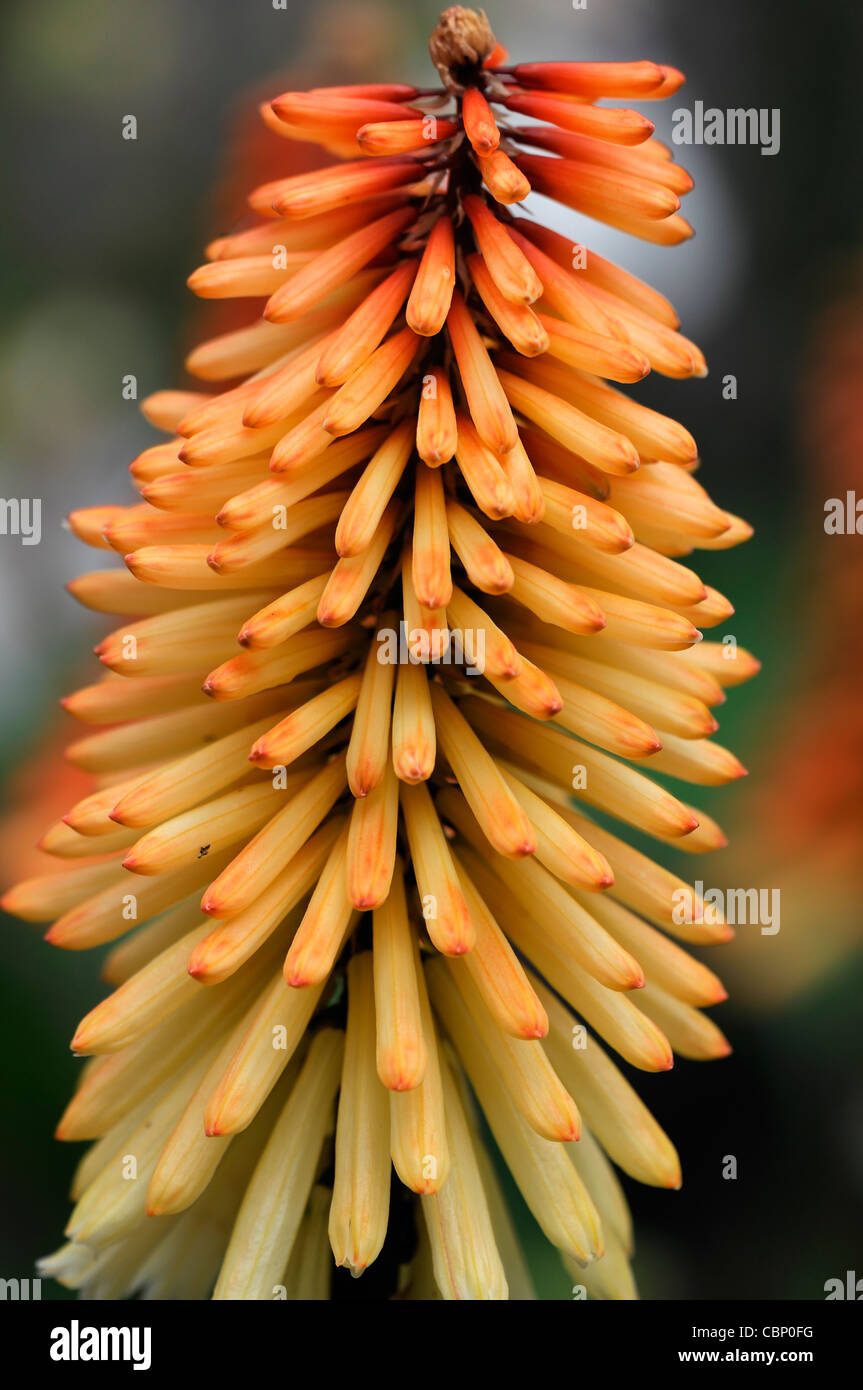kniphofia little maid red hot poker flowers flowering blooms colours colors plant portraits closeups close-ups ups perennials Stock Photo