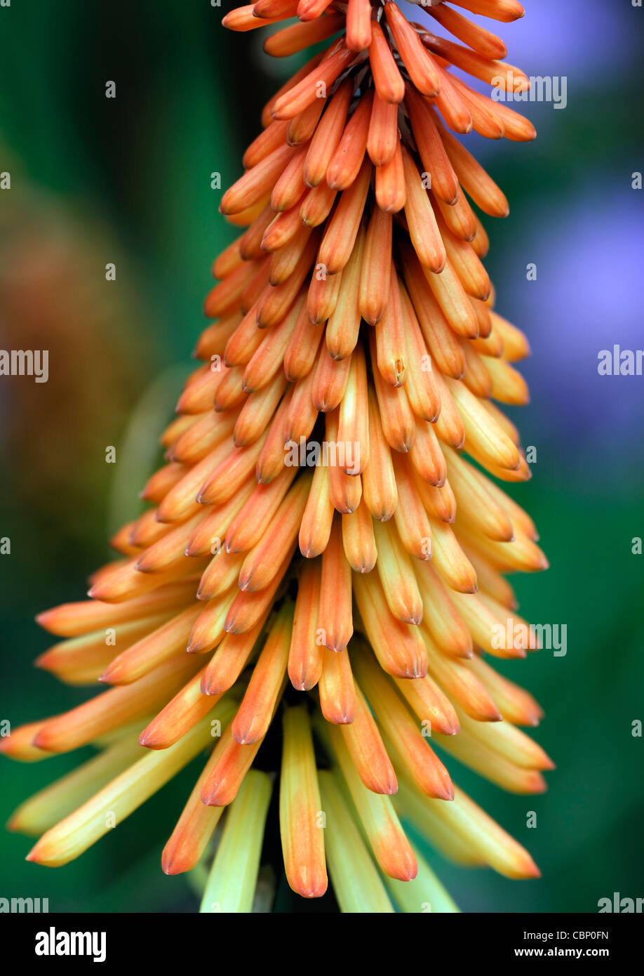 kniphofia little maid red hot poker flowers flowering blooms colours colors plant portraits closeups close-ups ups perennials Stock Photo