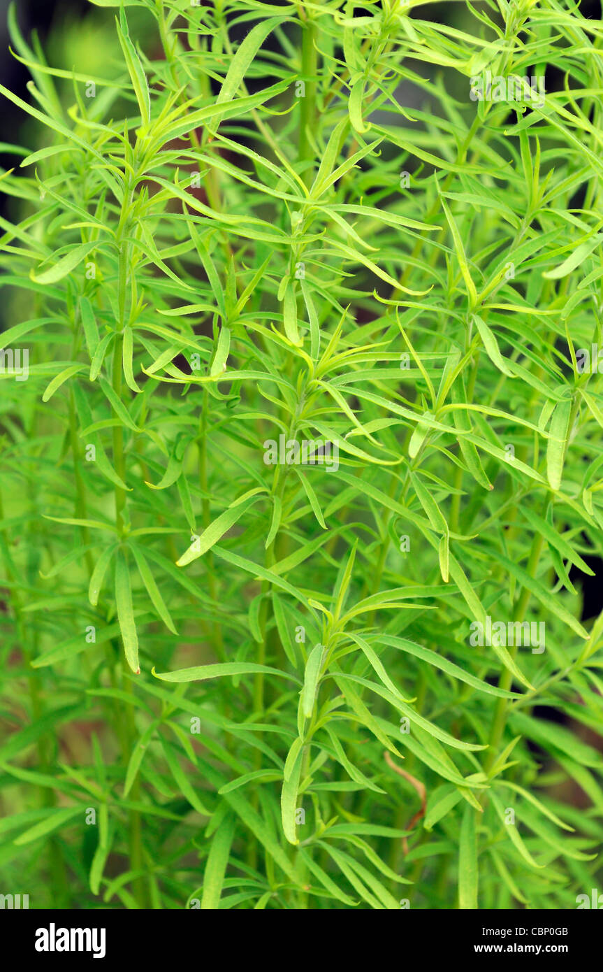 Kochia scoparia tricophylla Summer cypress Burning Bush fast growing bushy annual annuals narrow green leaves leaf foliage Stock Photo