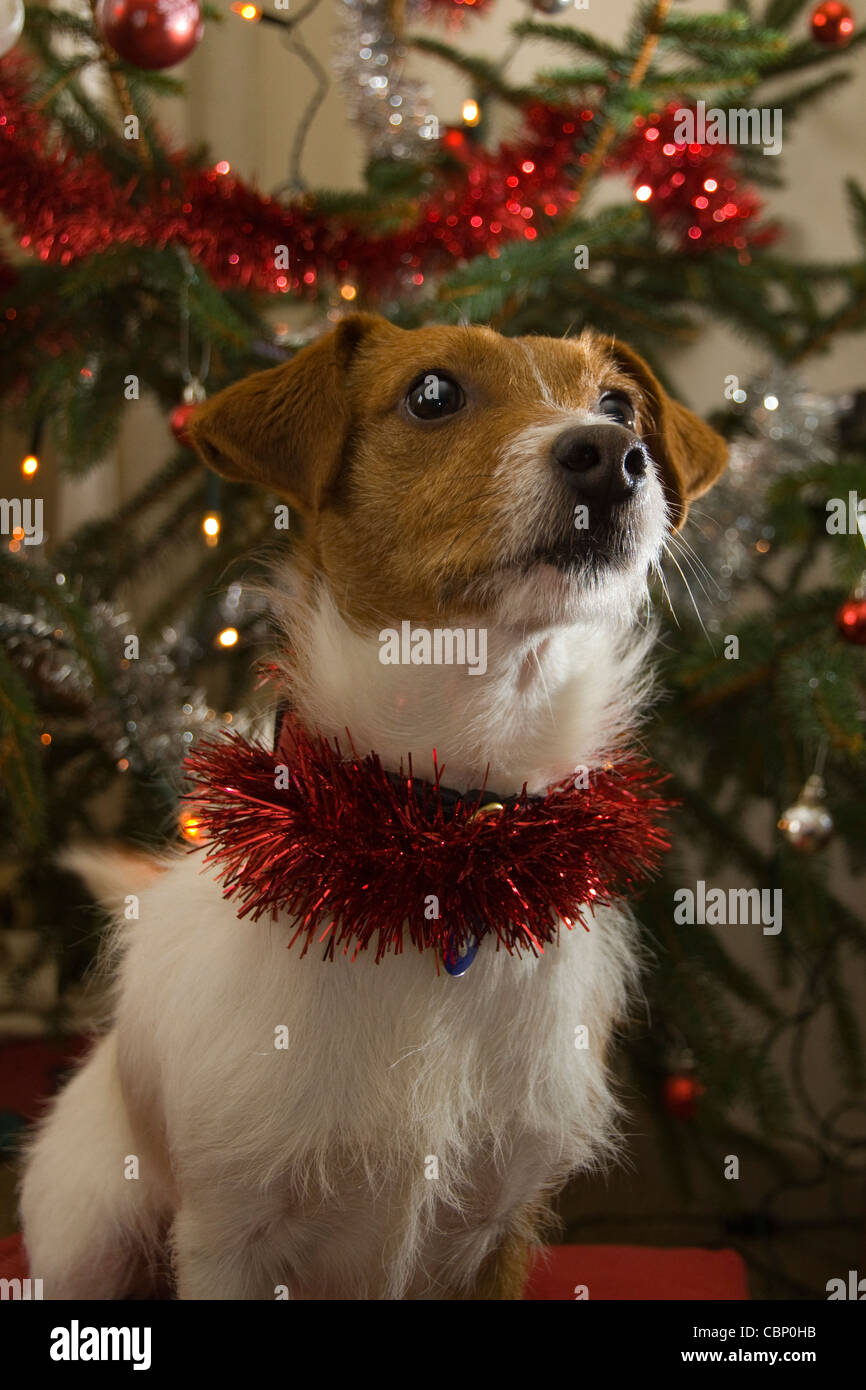 A cute Parsons Russell terrier with red tinsel around its neck sits in front of a decorated Christmas tree Stock Photo