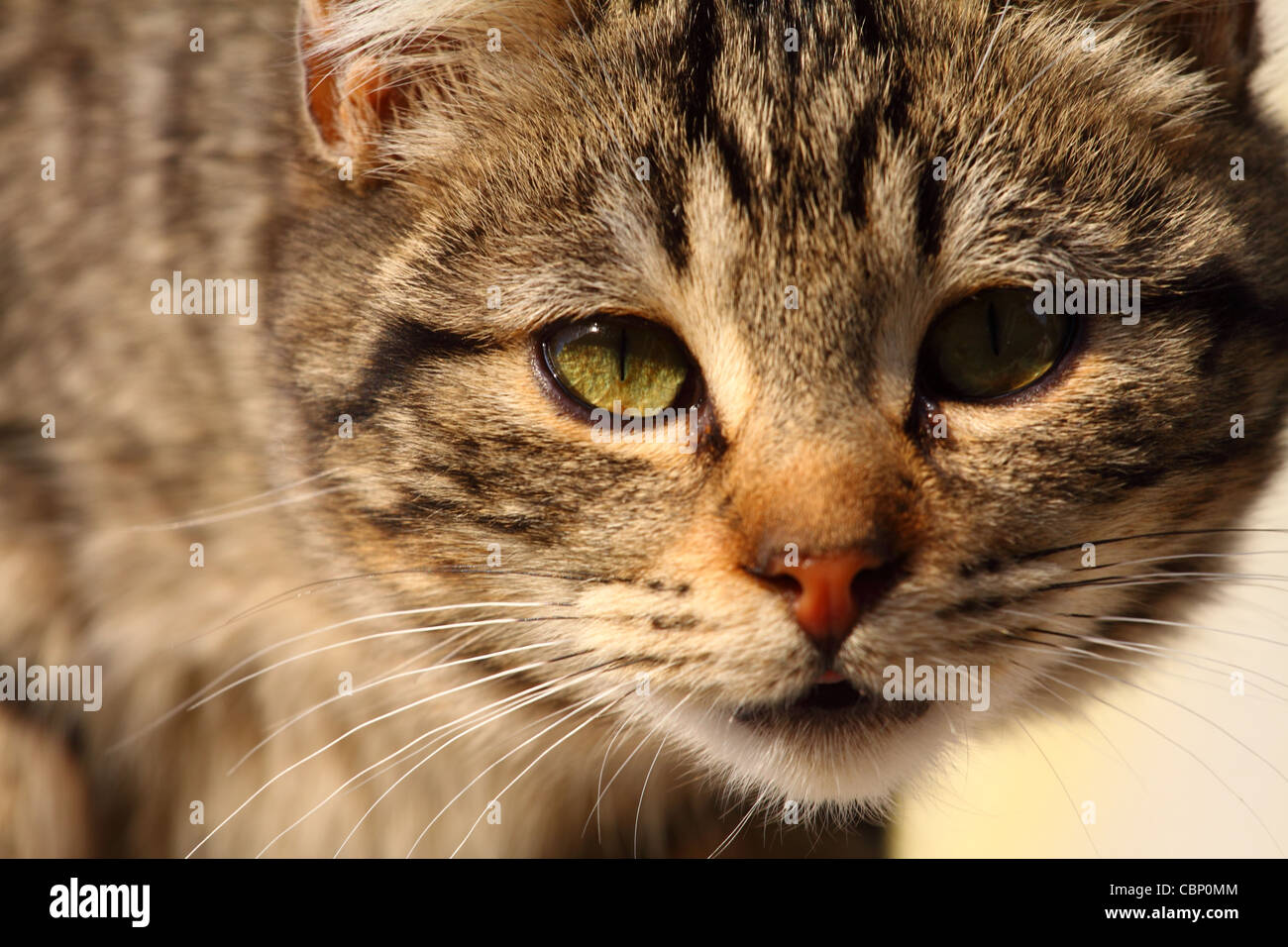 Close-up portrait of domestic cat over natural background Stock Photo ...