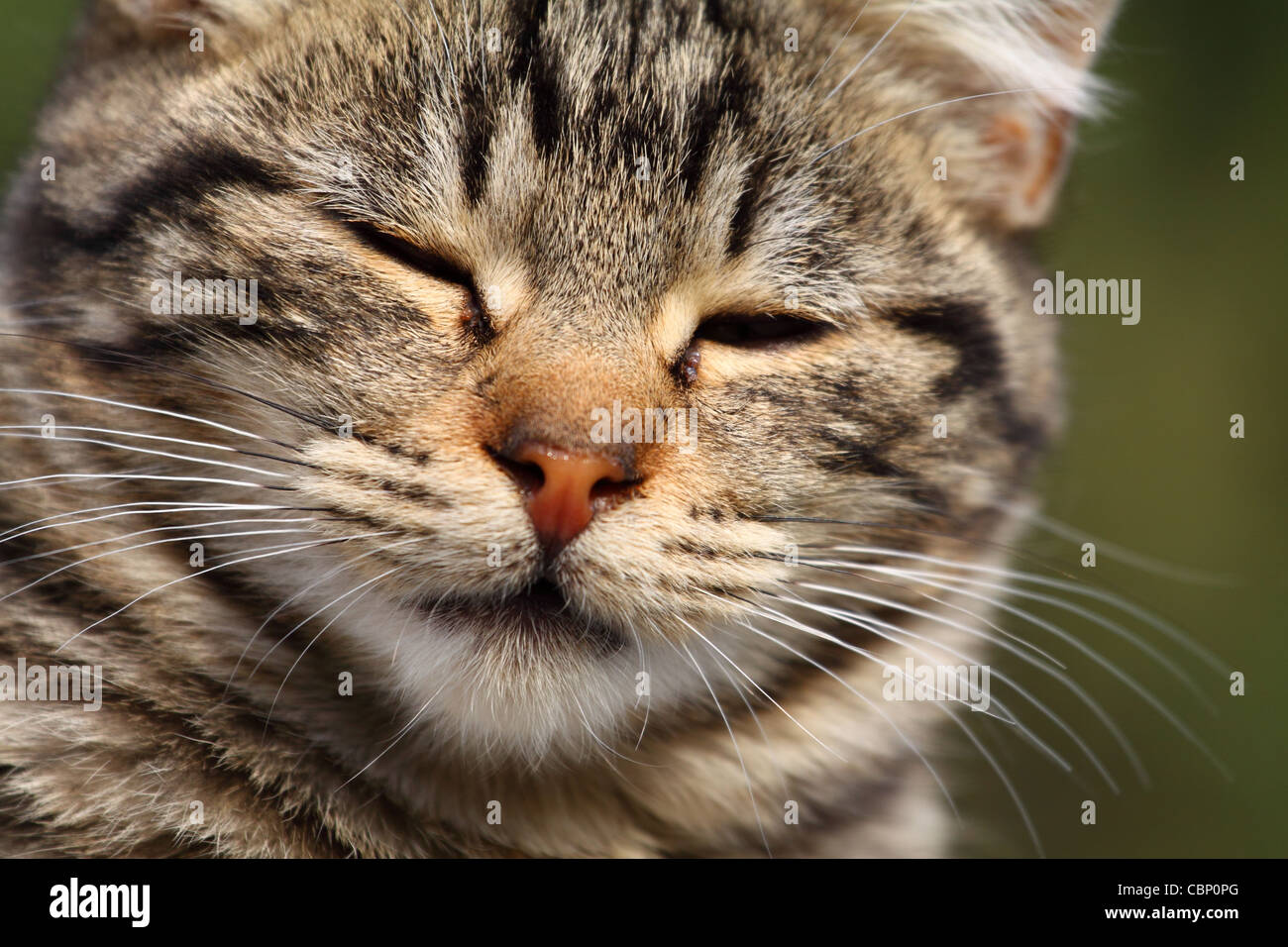 Close-up portrait of domestic cat over natural background Stock Photo ...