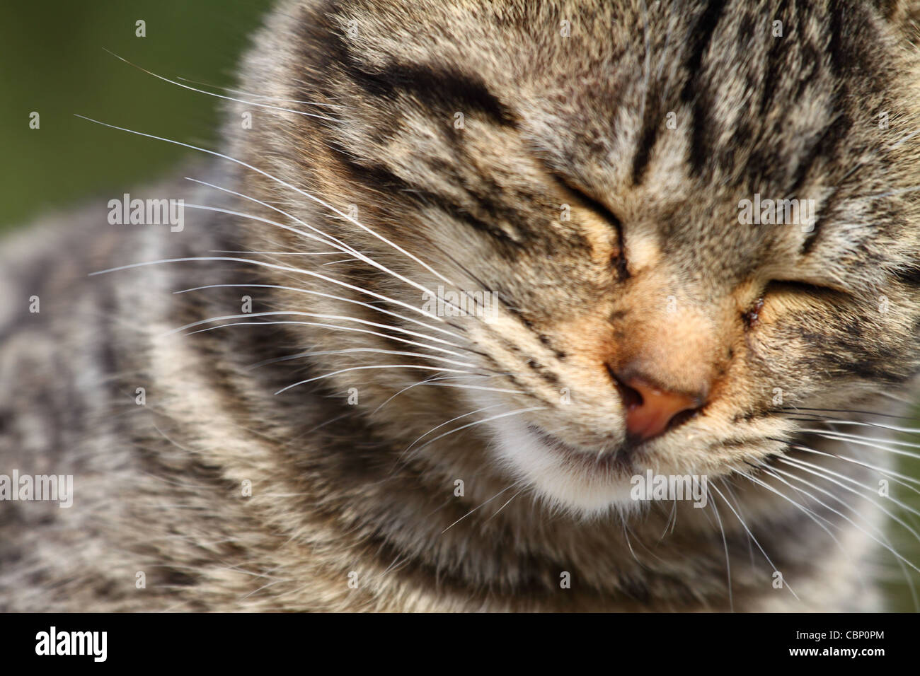Close-up portrait of domestic cat over natural background Stock Photo ...