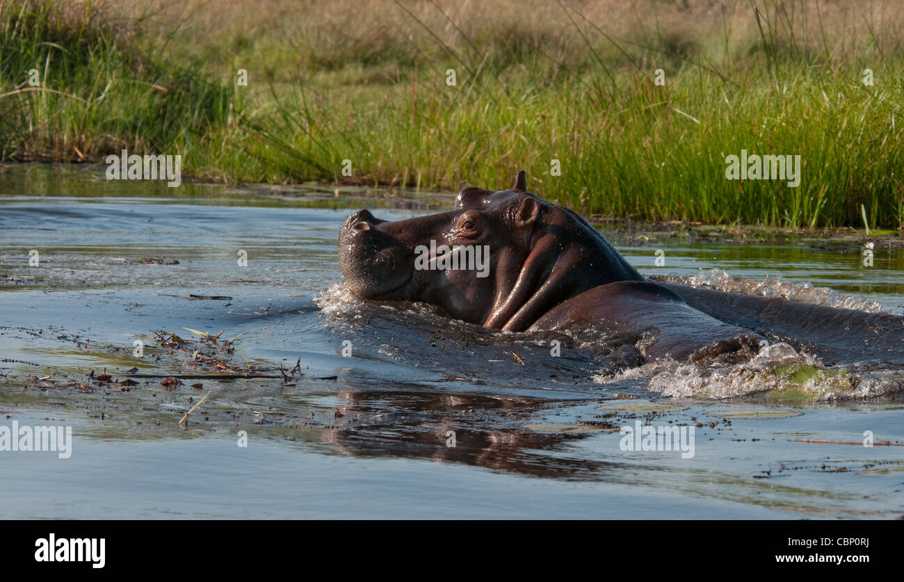 Africa Botswana Okavango Delta-Hippo in water Stock Photo