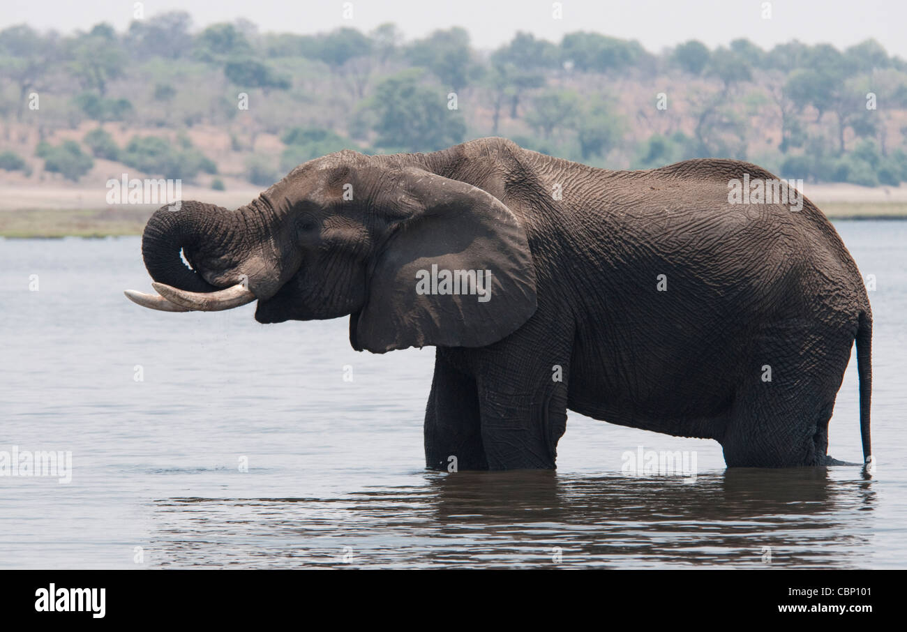 Africa Botswana Chobe River-Elephant in river, drinking Stock Photo