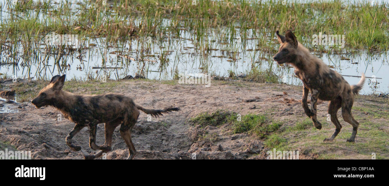 Kenya Botswana Linyanti ReserveTwo African wild dogs playing and