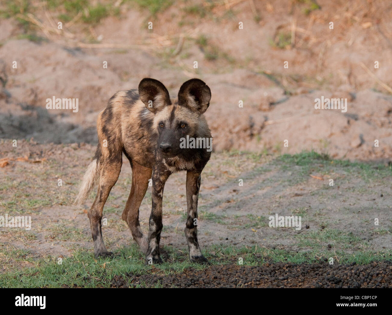Africa Botswana Linyanti Reserve-African wild dog standing Stock Photo