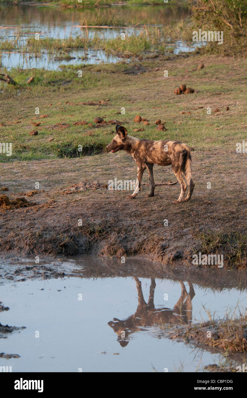 Africa Botswana Linyanti Reserve-African wild dog standing by water-reflection Stock Photo