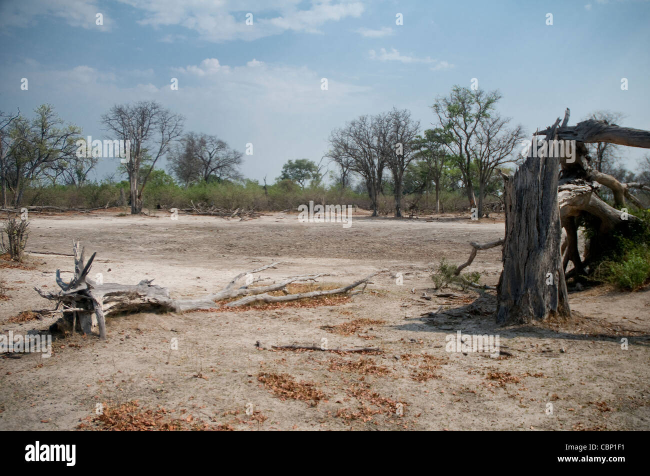 Africa Botswana Linyanti Reserve-Scenic of dried pan with dead tree caused by elephants Stock Photo