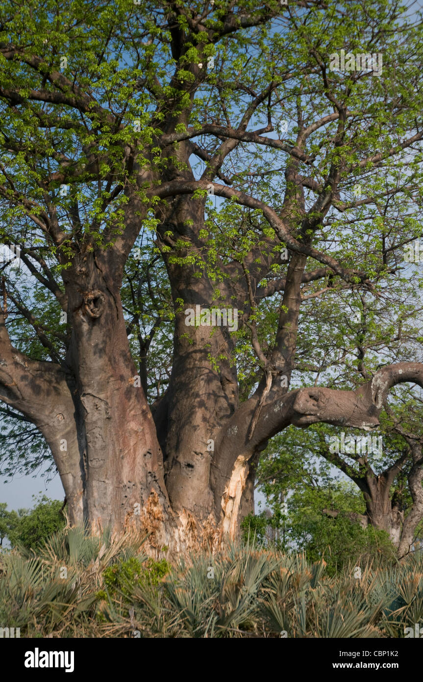 Africa Botswana Baobab tree and damage done by elephants on trunk Stock Photo