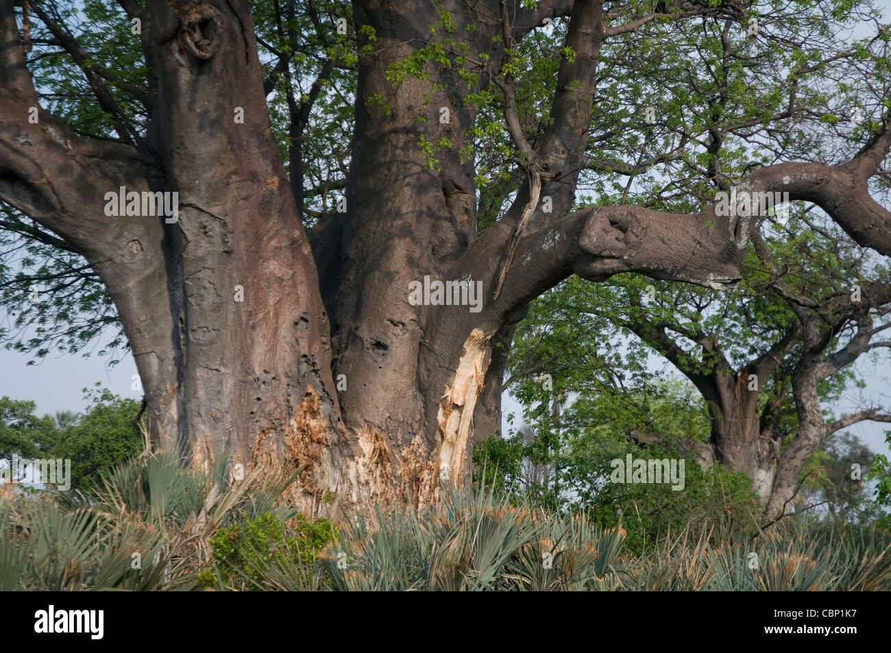 Africa Botswana Baobab tree and damage done by elephants on trunk Stock Photo