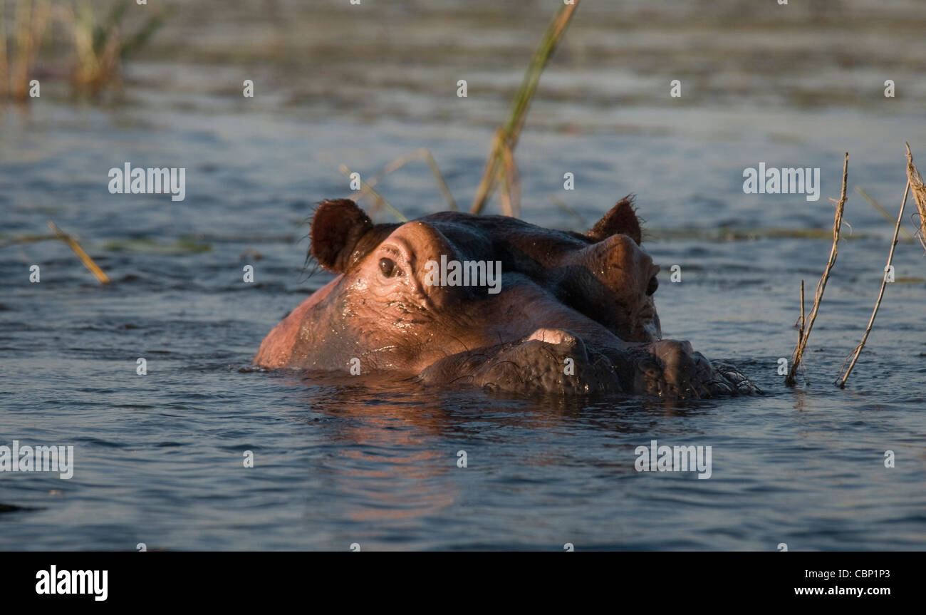 Africa Botswana Okavango Delta Hippo in water-head shot Stock Photo