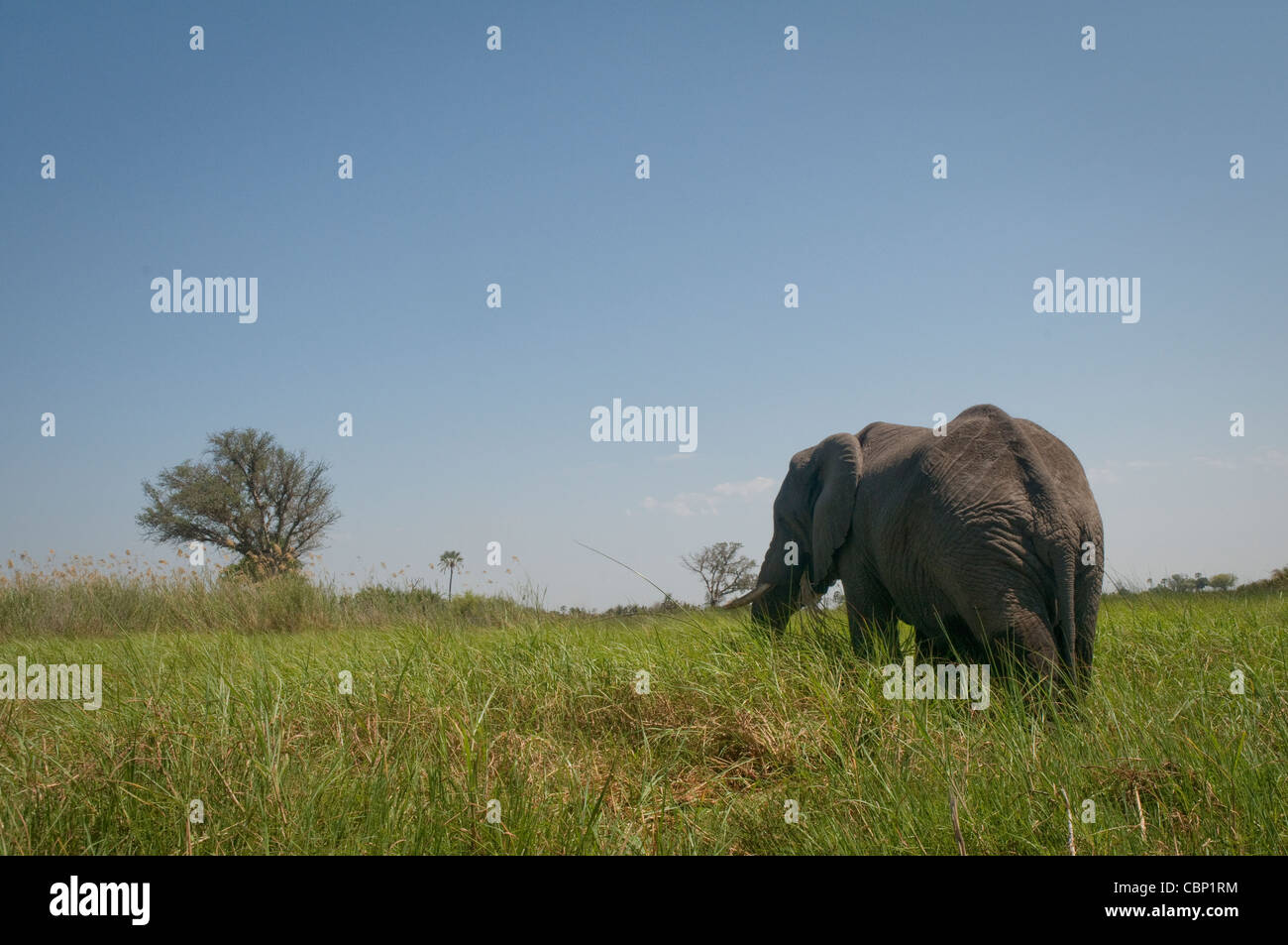 Eat grasses hires stock photography and images Alamy