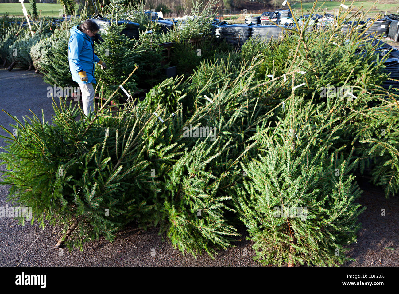 Person garden centre buying tree hires stock photography and images