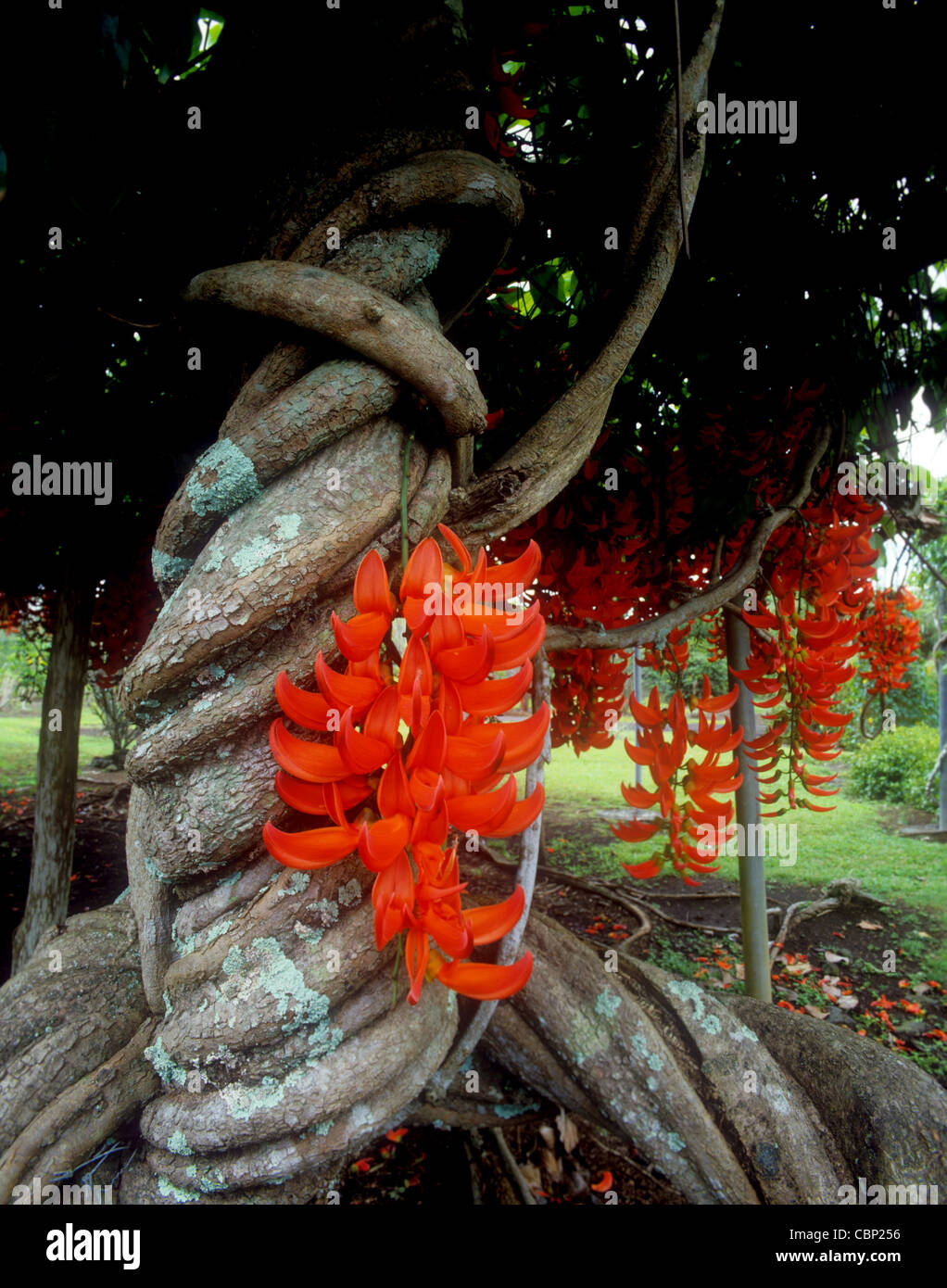 Red Jade vine, Hawaii Stock Photo Alamy