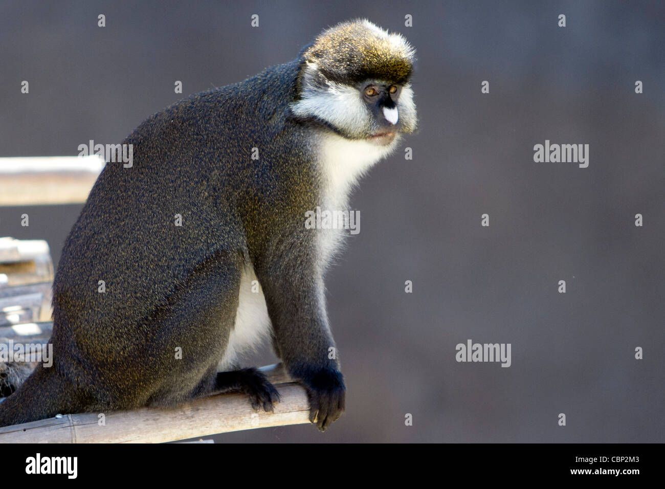 A lesser spot-nosed Guenon Cercopithecus petaurista can be found in the dark rain forests of Western Africa. Stock Photo