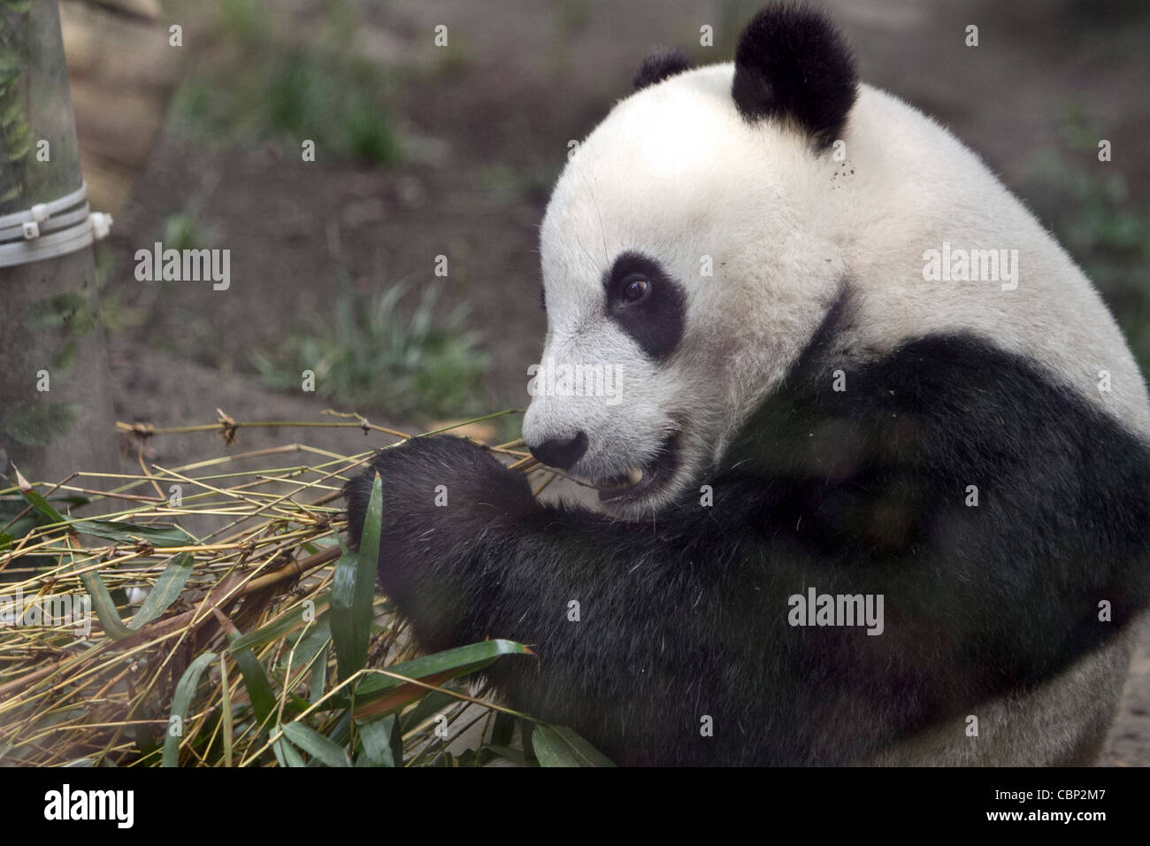 A giant panda (Melanoleuca) is found in only six small forested areas of China. Stock Photo