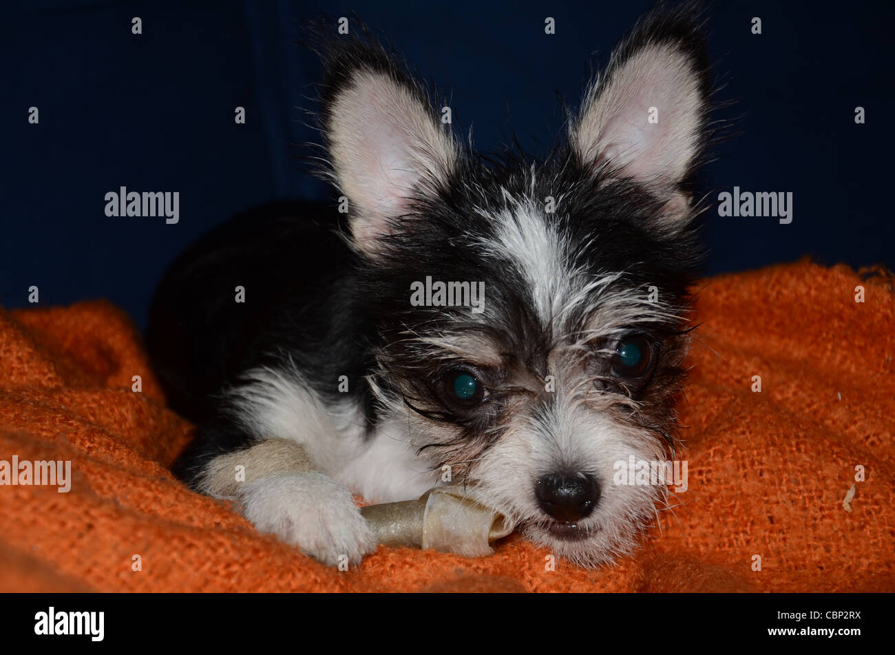 Dog bite hires stock photography and images Alamy