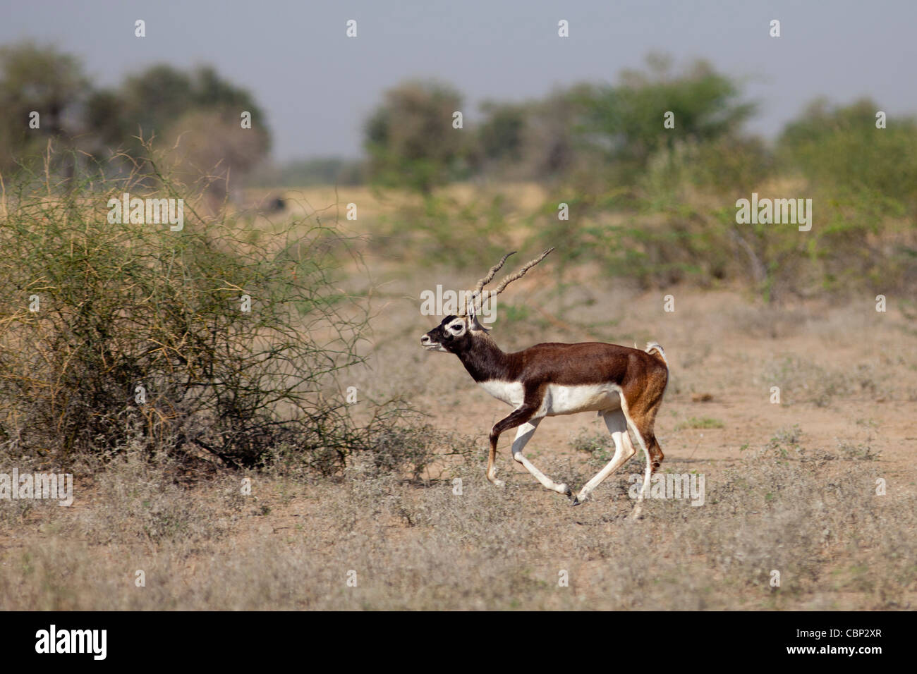 Blackbuck male antelope, Antilope cervicapra, near Rohet in Rajasthan, North West India Stock Photo