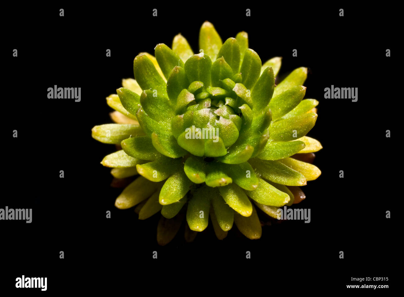 saxifraga arendensii 'triumph' rosette close up Stock Photo