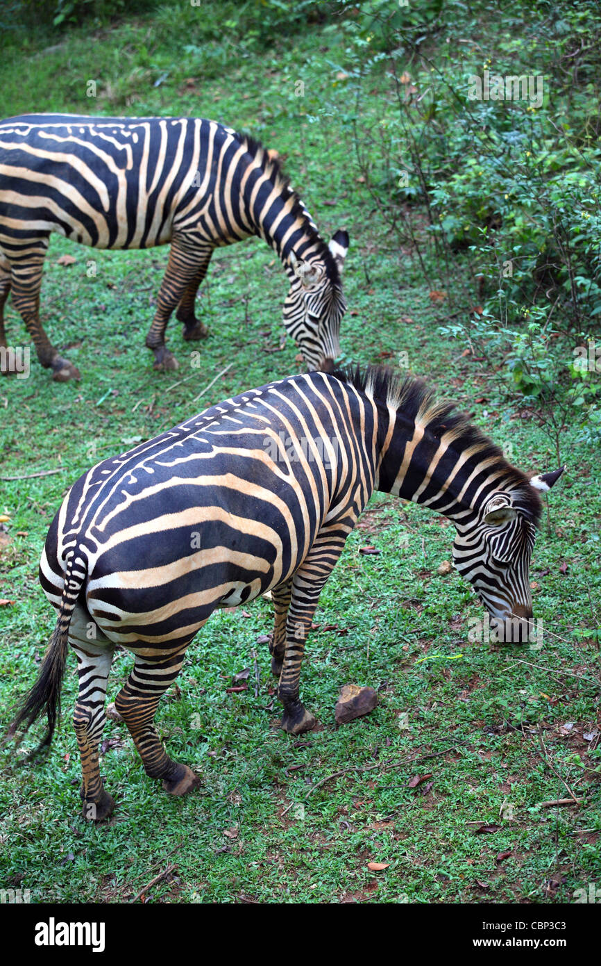 Zebras at Melaka Zoo. Stock Photo