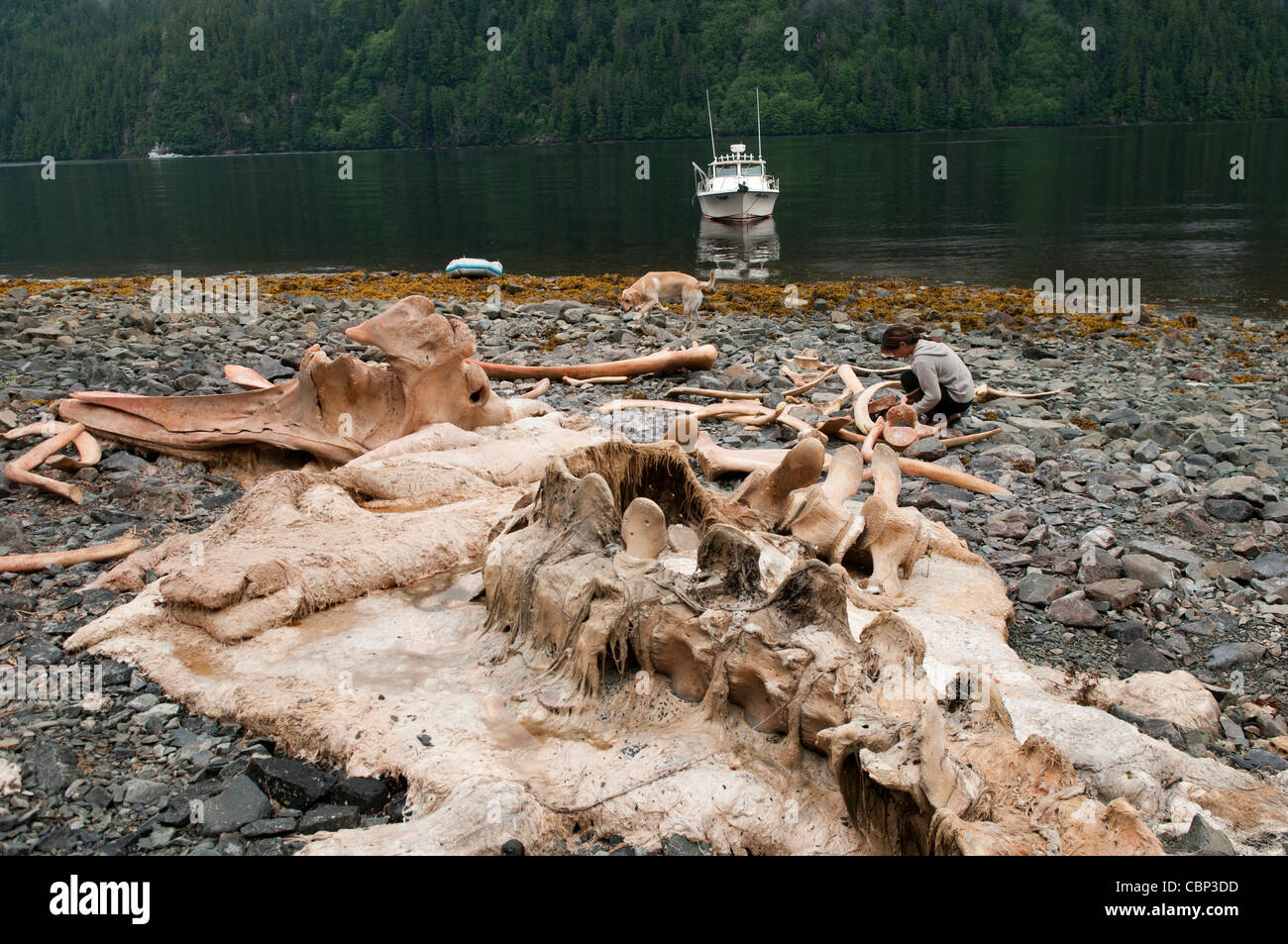 Woman examining a Humback Whale carcass & bones, Sitka, Alaska Stock Photo