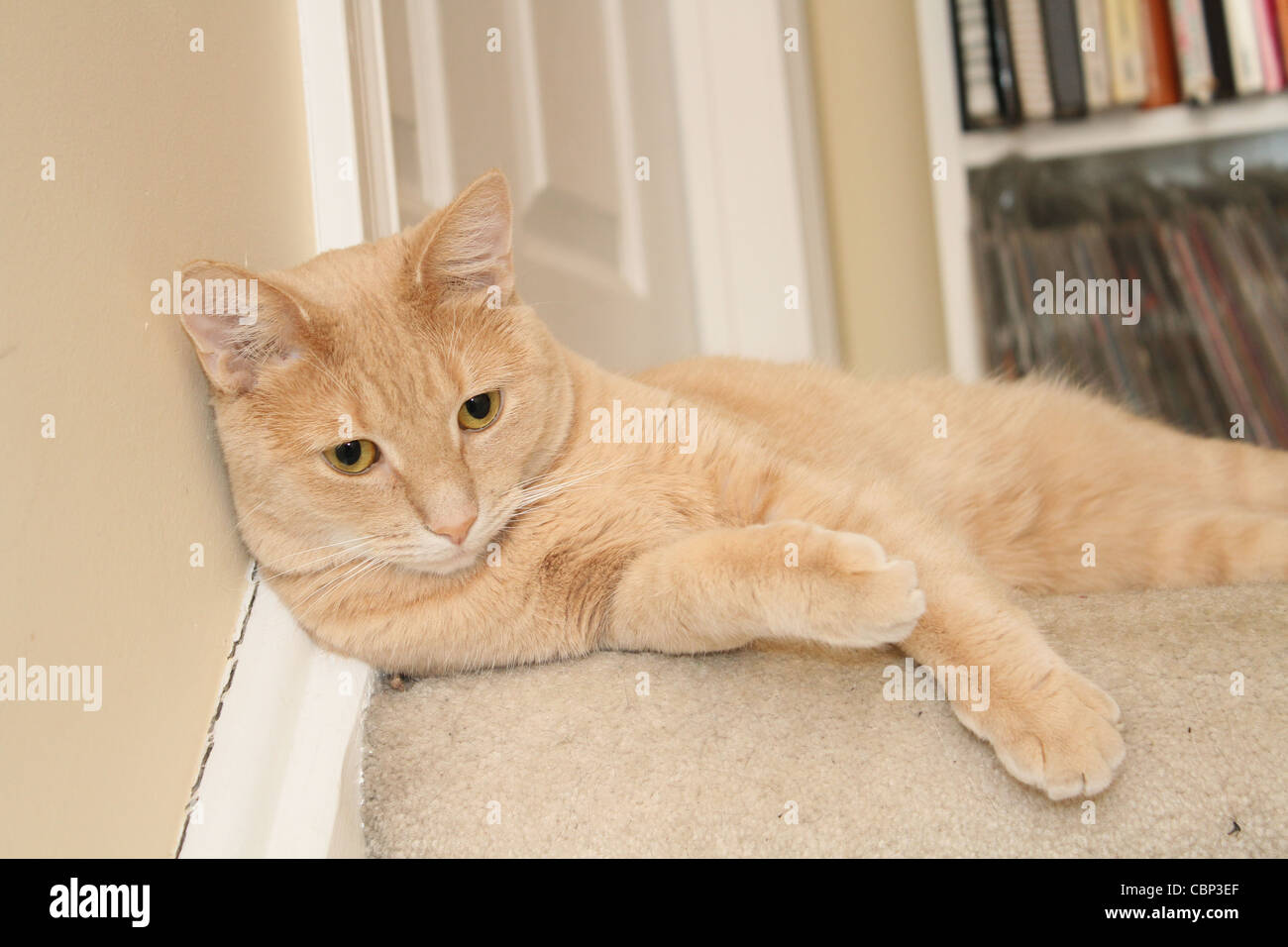 Carpet stairs hires stock photography and images Alamy
