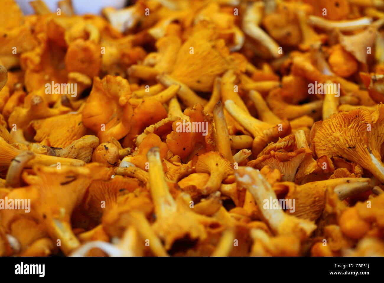 a lot of chanterelles at market Stock Photo Alamy