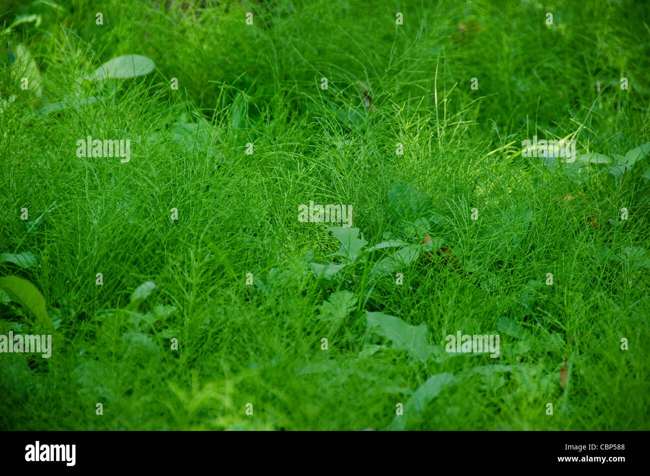 Natural green background composed of Equisetum (horse tail) in the understory of a forest Stock Photo