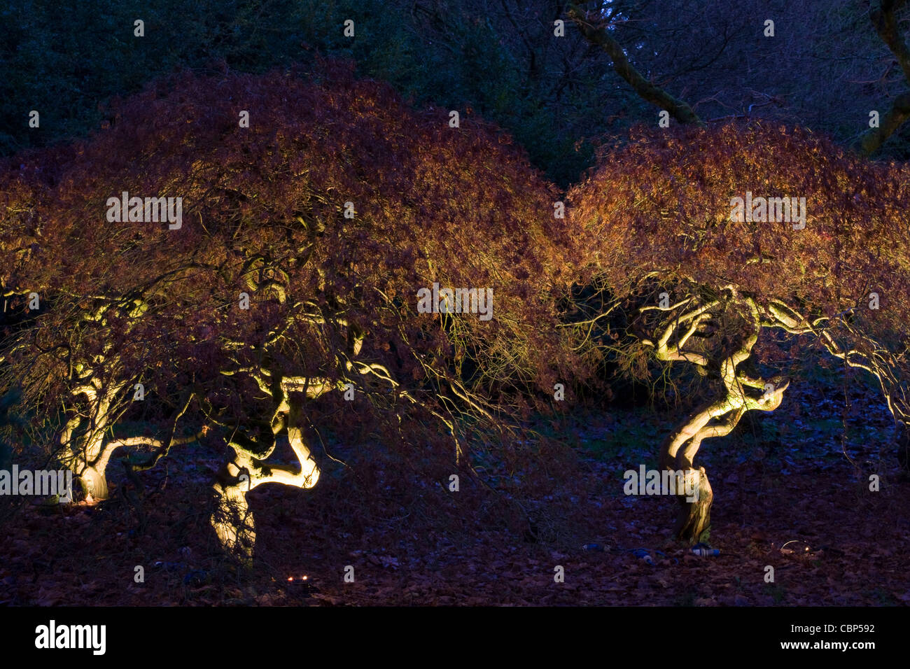 EERILY-lit trees Enchanted Christmas at Westonbirt Arboretum Stock Photo