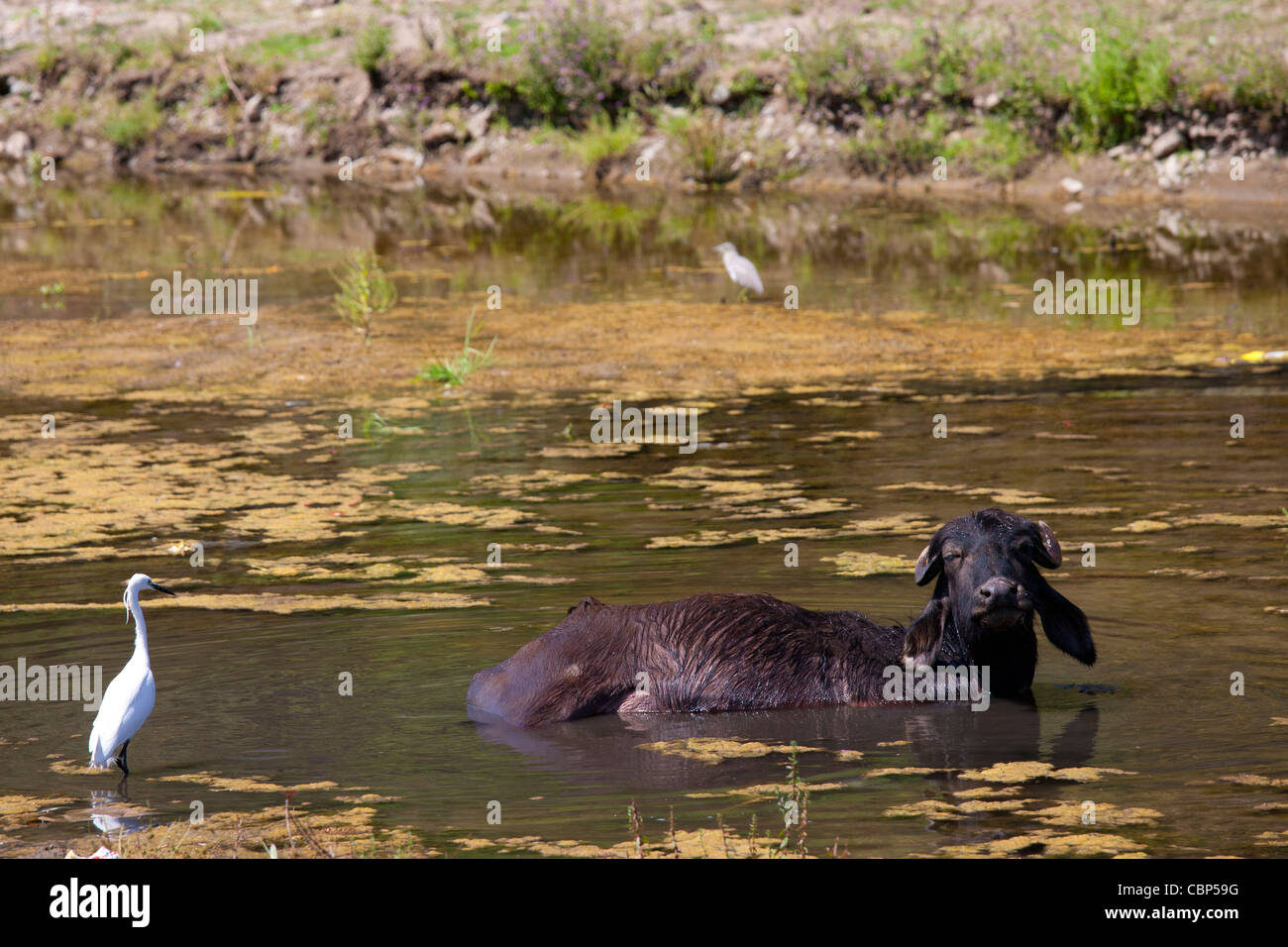 Buffalo watched by egret bird bathing in lake at Ranakpur in Pali District of Rajasthan, Western India Stock Photo