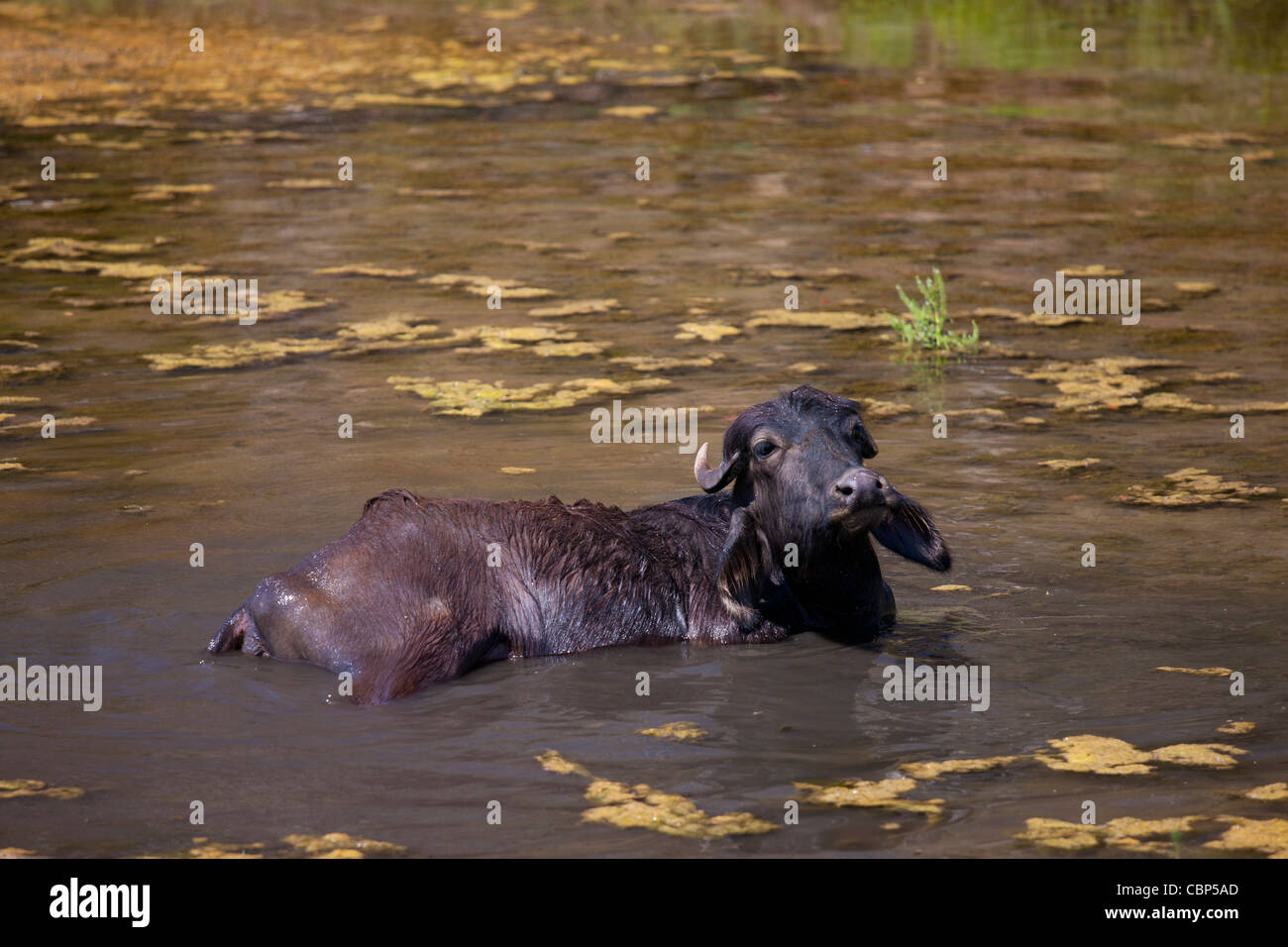 Buffalo wallowing in lake at Ranakpur in Pali District of Rajasthan, Western India Stock Photo