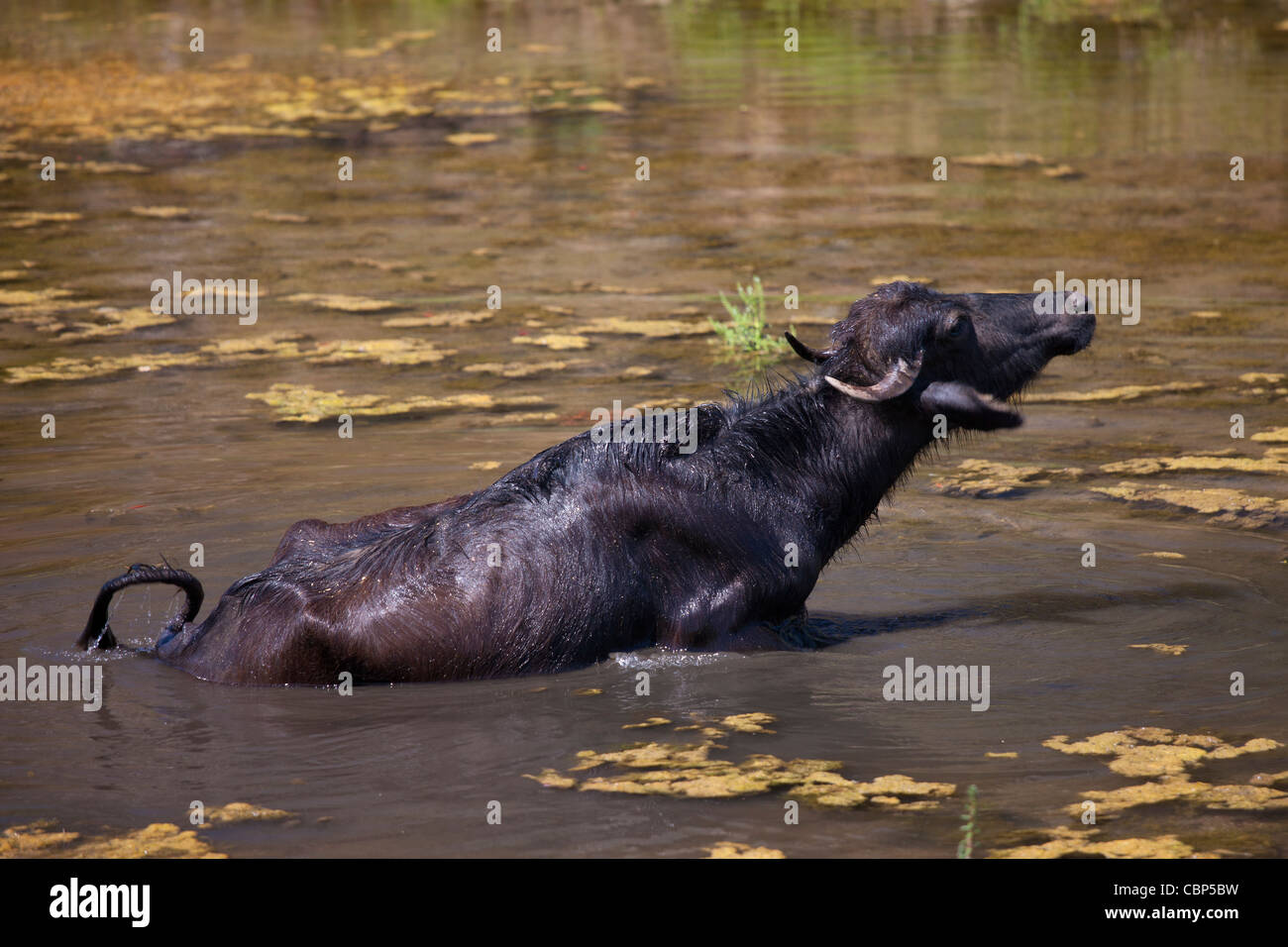 Buffalo in lake at Ranakpur in Pali District of Rajasthan, Western India Stock Photo