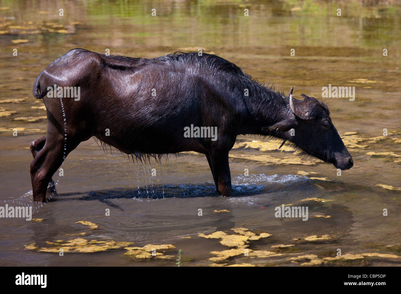 Buffalo shaking itself dry after wallowing in lake at Ranakpur in Pali District of Rajasthan, Western India Stock Photo